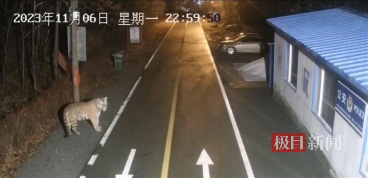 A mining area in Jilin Province surprised the Northeast Tiger in the early morning and killed a dog. Officials: I am not sure whether it is the one that killed the leopard.