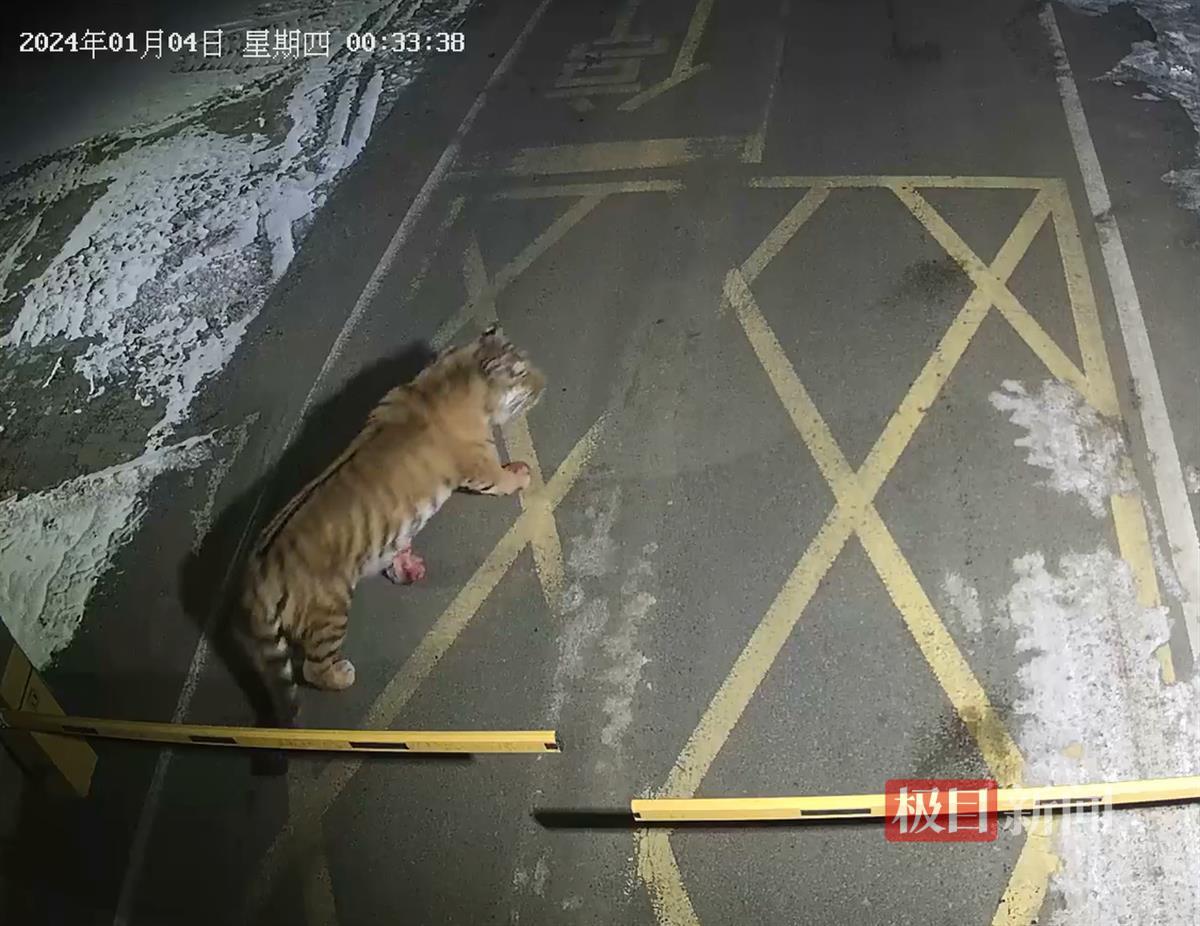 A mining area in Jilin Province surprised the Northeast Tiger in the early morning and killed a dog. Officials: I am not sure whether it is the one that killed the leopard.